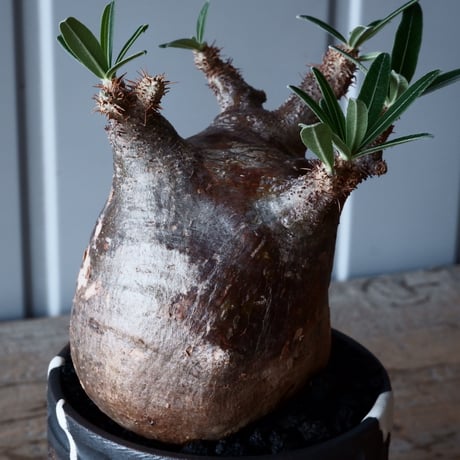 グラキリス φ9.5cm - 象牙宮-［No.32］× 根本峻吾 作 S.N POT type.round「 鐵 -堕天黒- 」3.5号鉢 笠間焼