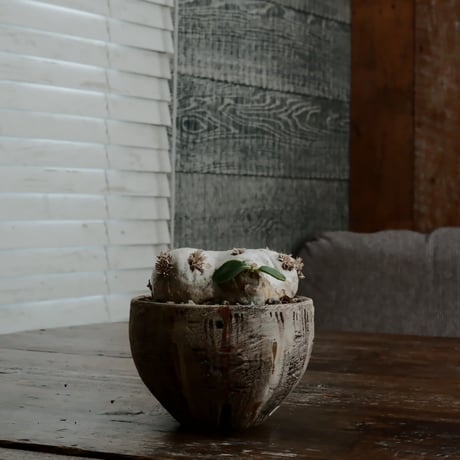 CATEGORY ブレビカウレ - Brevicaule - | Botanical Holic