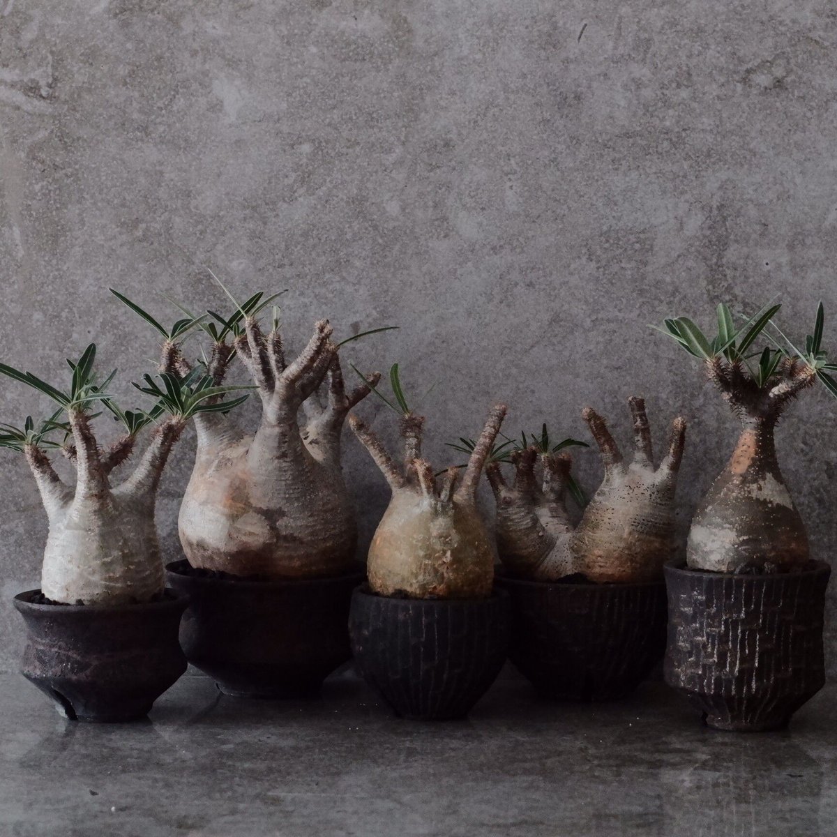 グラキリス　現地球　まん丸　作家鉢　沼野秀章 グラキリス 現地球 まん丸 作家鉢 沼野秀章 グラキリス φ8cm - 象牙宮