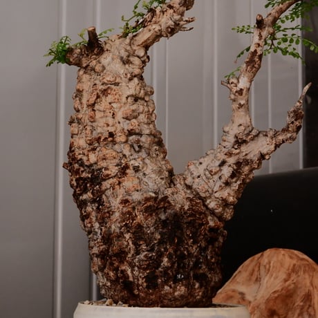 オペルクリカリア パキプス φ11cm［No.24］  × 杉山悠 作 4号 植木鉢 笠間焼