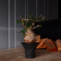 オペルクリカリア パキプス φ9cm［No.27］  × 沖誠 作品【 Bark / upper spread 】3号 植木鉢 笠間焼