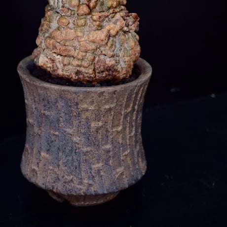 発根済 オペルクリカリア パキプス ［No.10］×  沼野秀章 作「 black wrap 」笠間焼 植木鉢