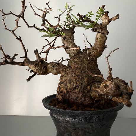 発根済 オペルクリカリア パキプス P-12  × 小野瀬 一 作品「the first plants wear」 6号 植木鉢