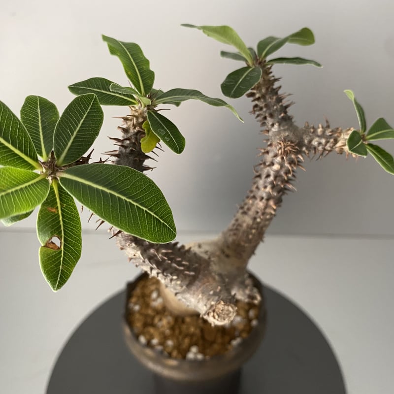 ゆーマカイエンセ 大 現地球 魔界玉 パキポディウム：マカイエンセ