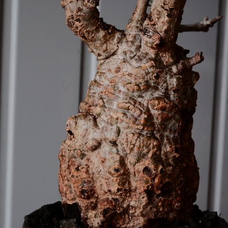 オペルクリカリア パキプス φ 7.5cm［No.15］  ×   沼野秀章 作「  black wrap 」3号 植木鉢 笠間焼