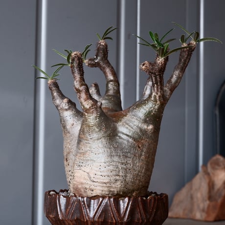 グラキリス φ8cm - 象牙宮-［No.10］×  中野明彦 作品【 KIRIKO / dark brown  / 3号 】笠間焼 植木鉢