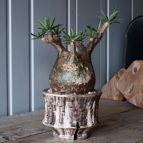 アガベ　姫厳竜　沼野秀章さんの鉢に鉢植え品 アガベ 姫厳竜 沼野秀章さんの鉢に鉢植え品 観葉植物