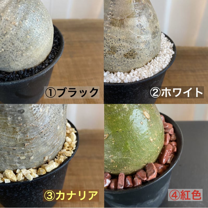 グラキリス 発根済 2020年8月輸入 現地株】BH-C38 ※化粧石付き グラキリス 発根済 2020年8月輸入 現地株】BH-C38 ※化粧石付き