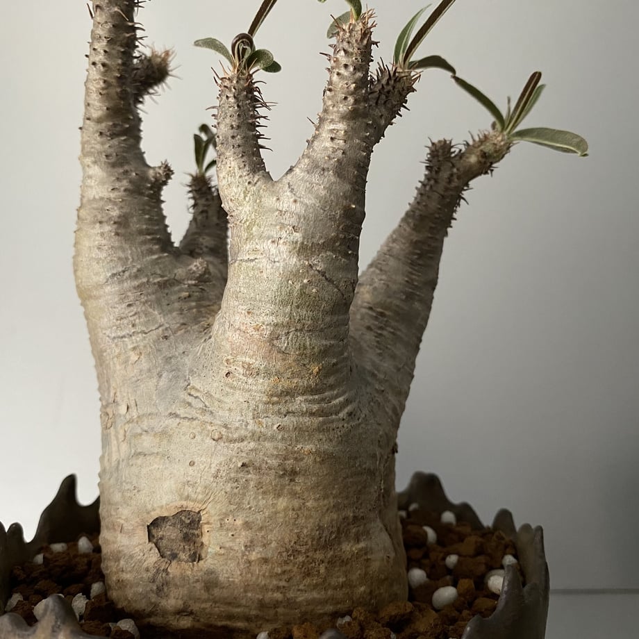 609cf8fb7c42ee408eefb6a3