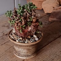 ケラリア ピグマエア 現地株 発根済［No.46］  ×   森田昌求 作 「  Abstract Scratch 」 4号 植木鉢 笠間焼