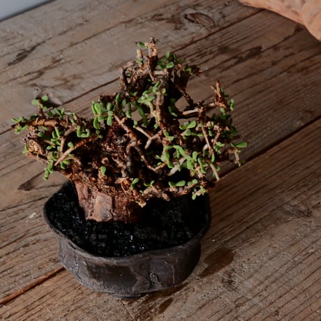 ケラリア ピグマエア［No.81］  × 沼野秀章 作品【  Black Wrap 】4号 植木鉢 笠間焼