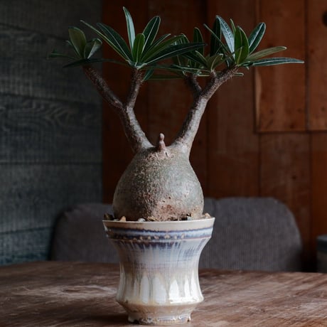 レア　ニブリア綴化×杉山悠　鉢　セット　斑入り 杉山悠 作品 植木鉢 φ9.5cm 笠間焼［ No.03 ］ | 陶賊 -TOUZOKU-