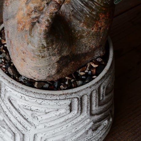 中株 グラキリス φ12.5cm  - 象牙宮- ［No.84］  ×   根本峻吾 作 S.N POT type.cylinder「 月光ノ鐵」4.5号 植木鉢 笠間焼