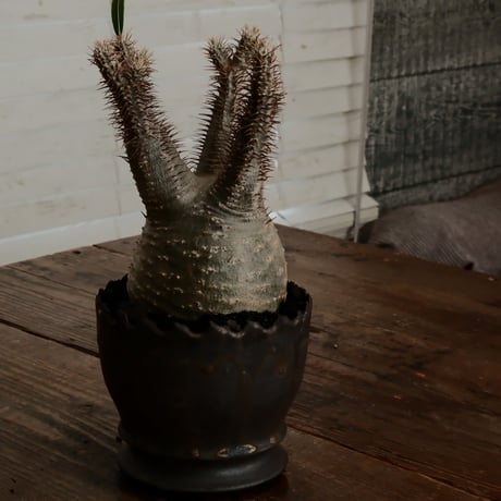 グラキリス φ9.5cm - 象牙宮 - ［No.75］  ×   根本峻吾 作 S.N POT type.round「 黒焔 - kokuen - 」4号 植木鉢 笠間焼