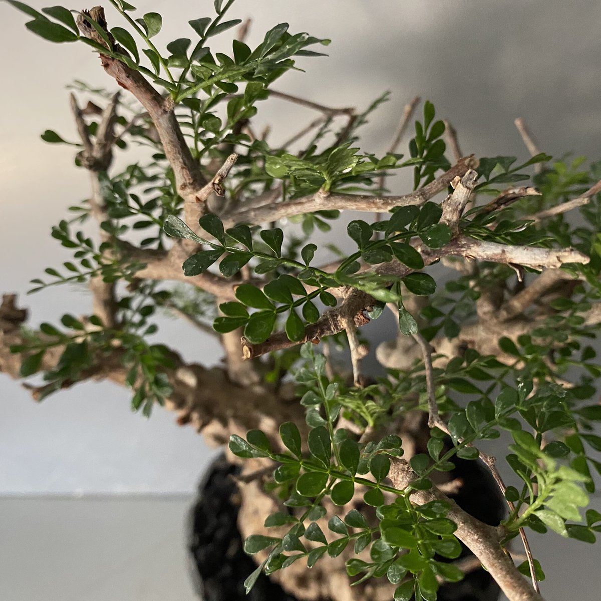 オペルクリカリア パキプス ボコ肌 幹幅13cm オペルクリカリア パキプス ボコ肌 幹幅13cm オペルクリカリア