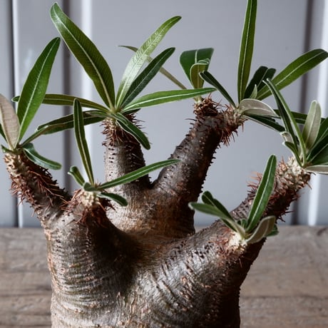 グラキリス φ8.5cm - 象牙宮-［No.13］×  坂本新 作「 LUSTER BLACK  」3.5号鉢 笠間焼 植木鉢