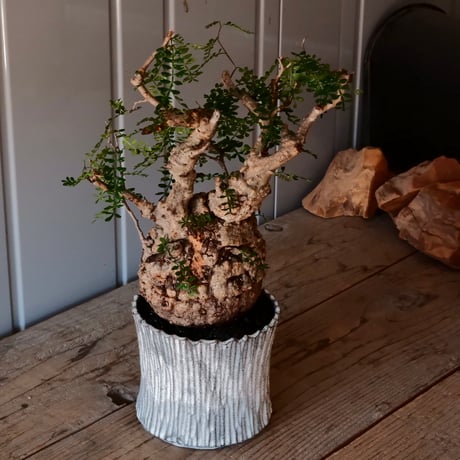 オペルクリカリア パキプス φ 13cm［No.03］  ×   根本峻吾 作 S.N POT  type.slim「 月光ノ爪牙 」 5号 植木鉢 笠間焼