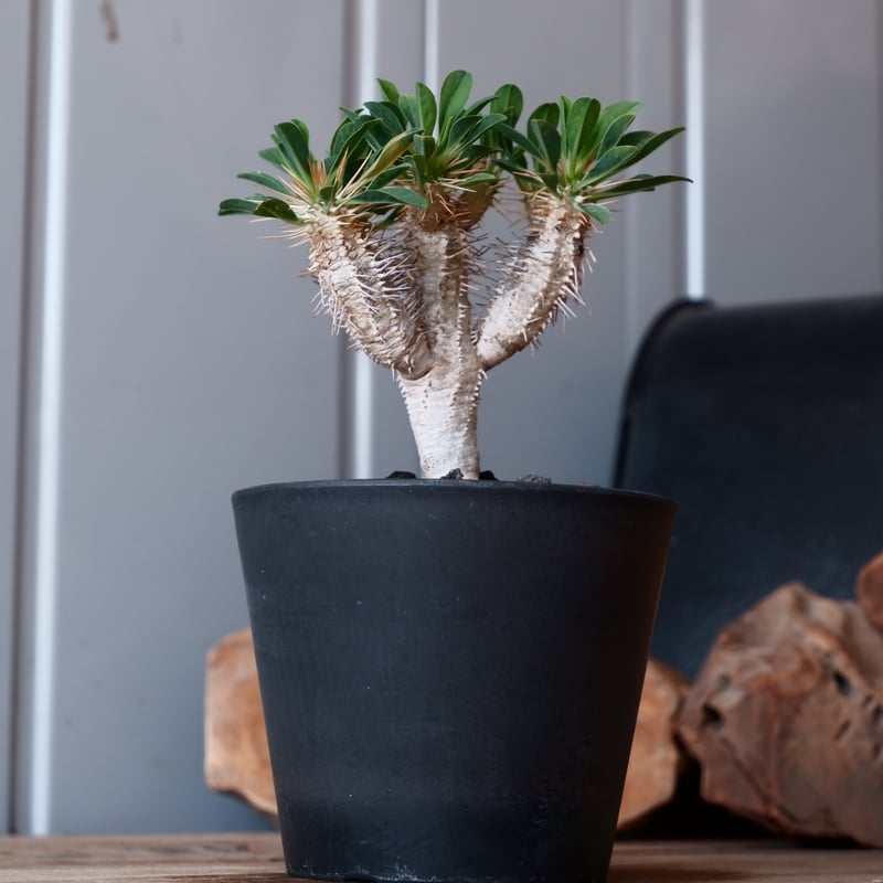 ユーフォルビア ギラウミニアナ 輸入株［No.49］ 4号鉢 | Botanical Holic