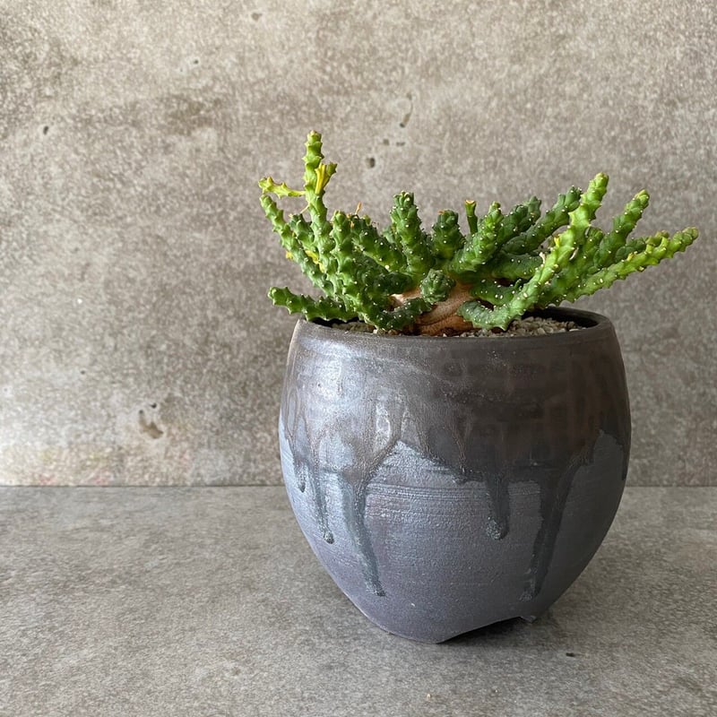 輸入 ユーフォルビア ゴルゴニス 金輪際 No.12 × 円 - en - 