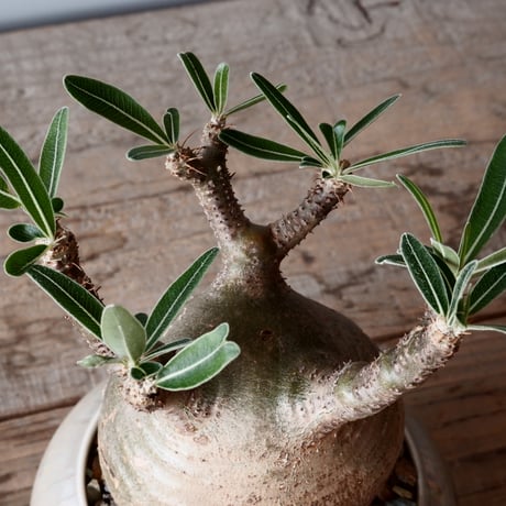 グラキリス φ9cm - 象牙宮-［No.48］× 坂本新 作 作品【 LUSTER GREY 】3号 植木鉢 笠間焼