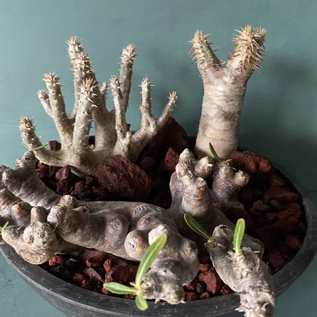Big Madagascar Rock Garden - Red -［ No.8 ］