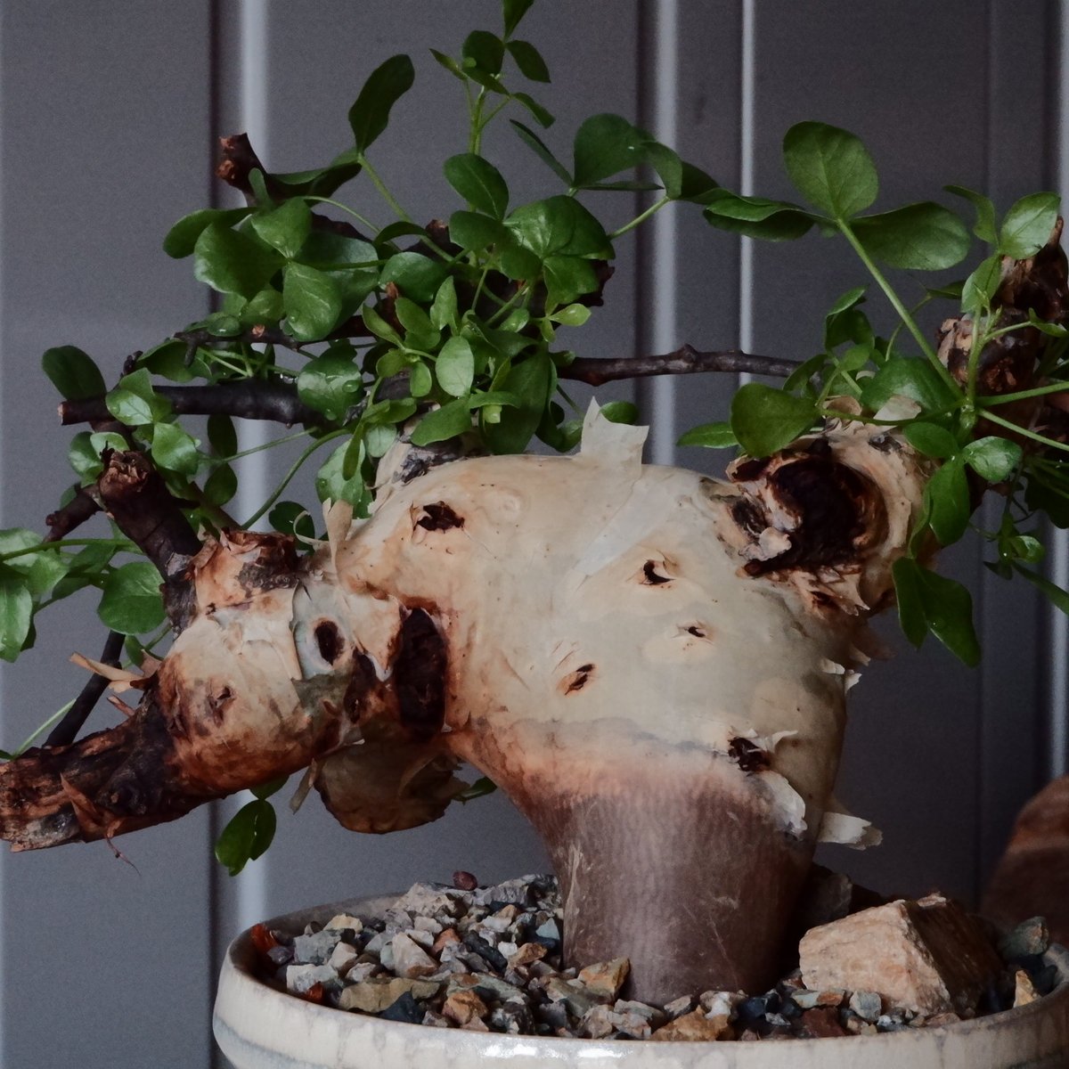 m*o様 コミフォラ ピュア カタフ 枝幅60cm超XLサイズ 現地球 m*o様 コミフォラ ピュア カタフ 枝幅60cm超XLサイズ 現地球