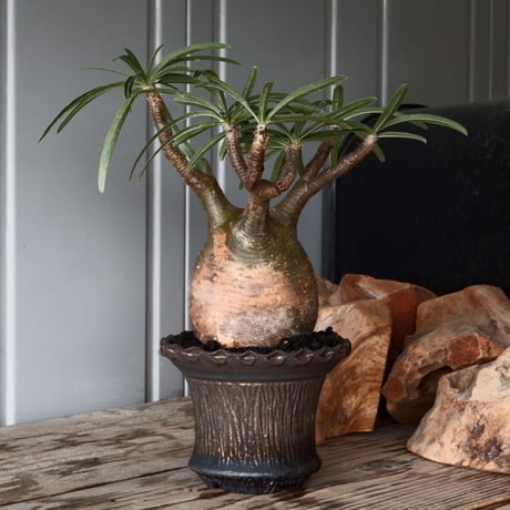 磯部祐介 | STORES