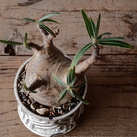 グラキリス φ8.5cm  - 象牙宮- ［No.79］  ×   根本峻吾 作 S.N POT type.slim「 月光ノ鐵」3号 植木鉢 笠間焼