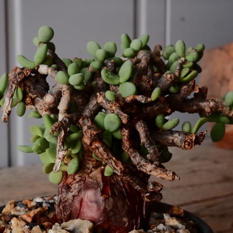 ケラリア ピグマエア 現地株 発根済［No.41］  ×   森田昌求 作 「 CLAW - M - 」 3.5号 植木鉢 笠間焼