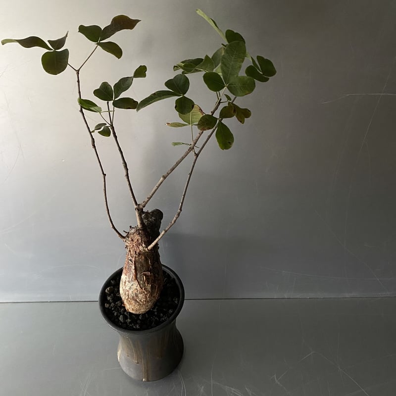 発根済 コミフォラ オルビクラリス SN-19 × S.N.Pot 発根済 コミフォラ オルビクラリス SN-19 × S.N.Pot