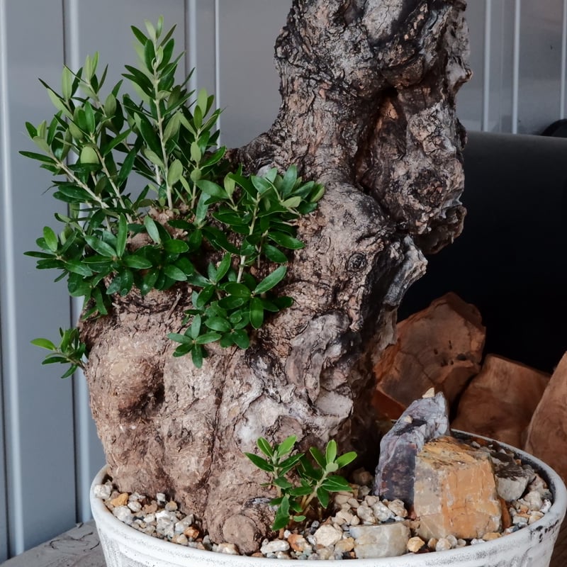 Old Olive 古木オリーブ［No.06］× 根本峻吾 作品【 S.N POT