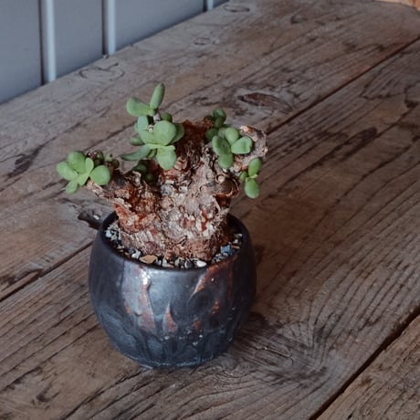 ケラリア ピグマエア［No.44］  × 磯部祐介 作品【 円 - 闇堕ち - 】2.5号 植木鉢 笠間焼