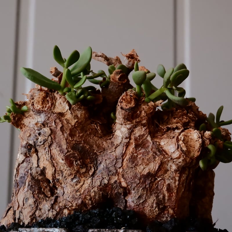 Ramat Planter #122 × ケラリア ピグマエア（ケラリア・ピグマエアを 