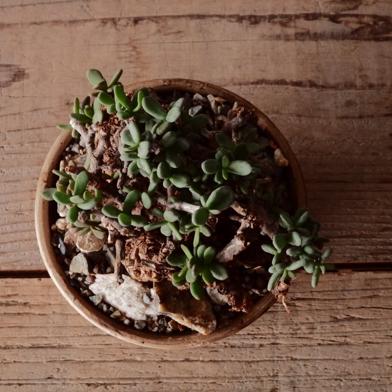 ケラリア ピグマエア 現地株 発根済［No.46］ × 森田昌求 作 「 Abstra