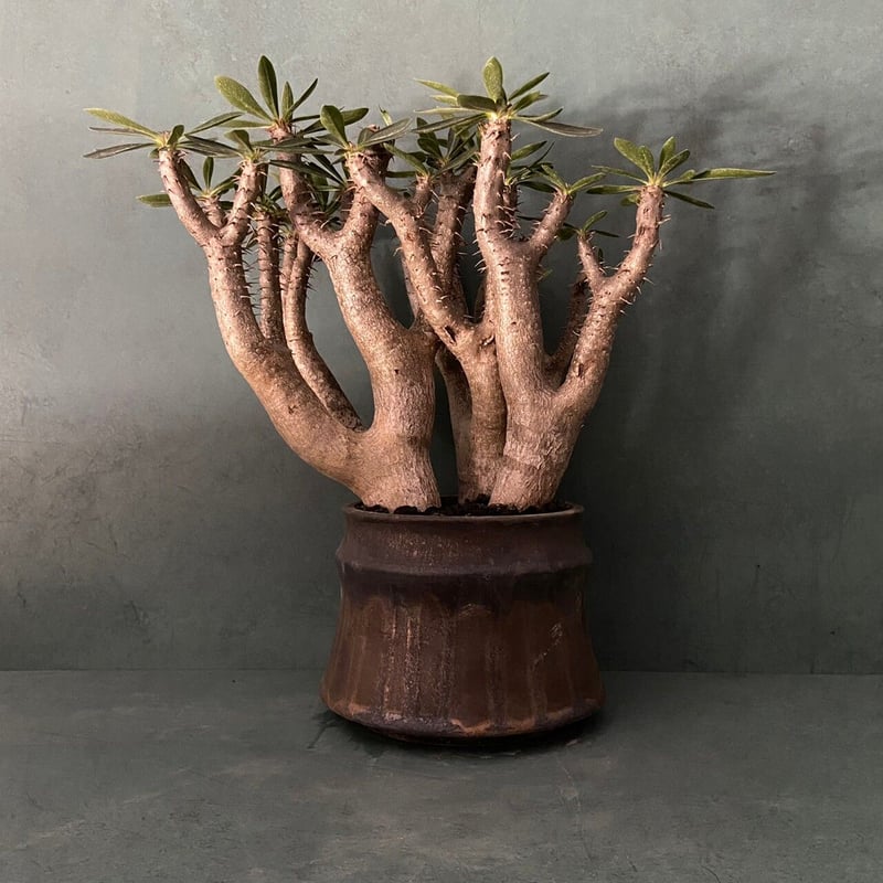 ダガスカル輸入 現地株 パキポディウム ブレビカリックス