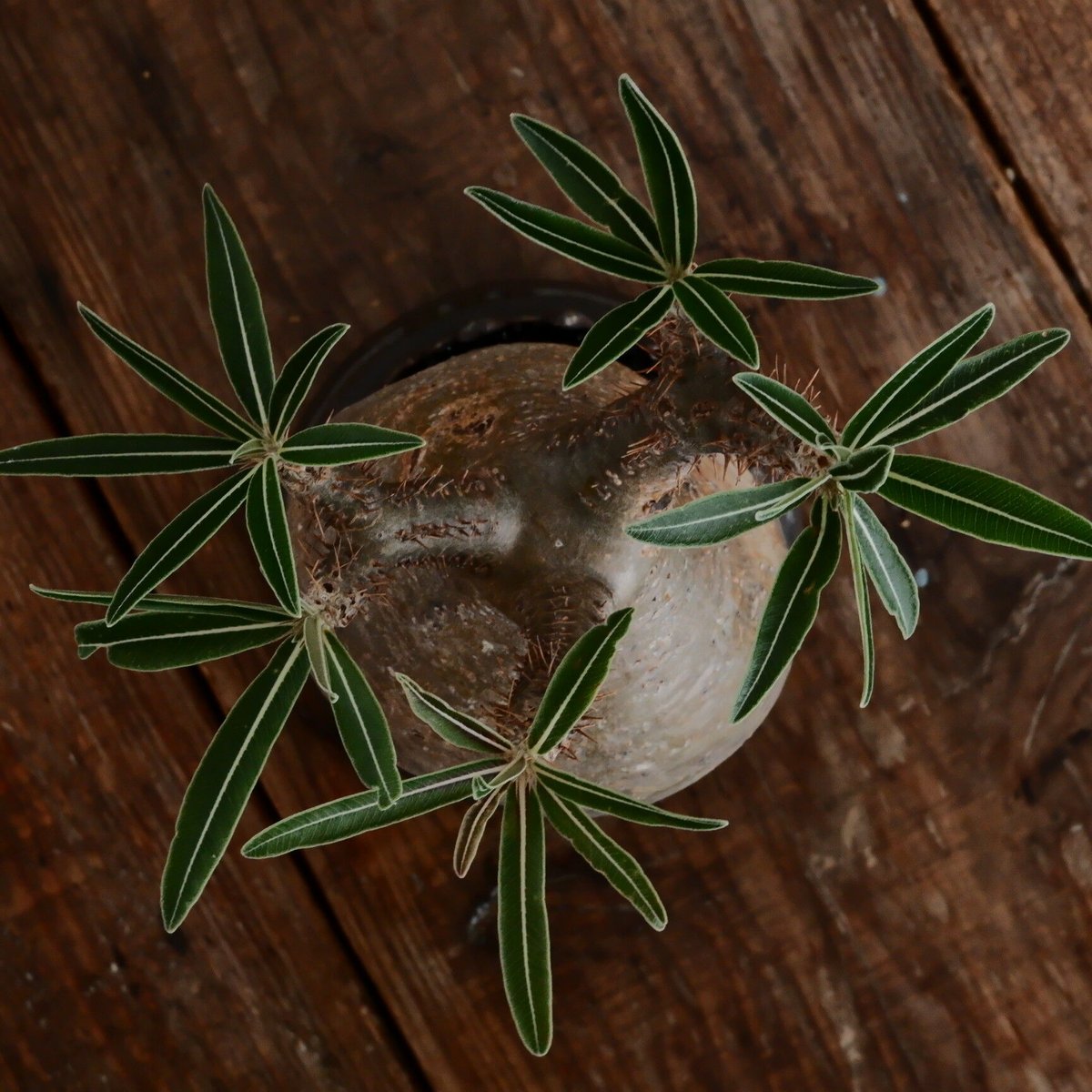 グラキリス現地球　根本峻吾鉢付き fit=scale-down,w=1200