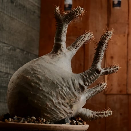 グラキリス S - 象牙宮 -［ No.181］  ×  森田昌求 作 「 CLAW / Abstract Scratch 」4号 植木鉢 笠間焼