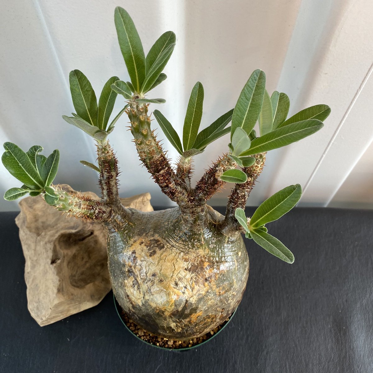 アツ　グラキリス 奇形の人面株【グラキリス 中ぶり 発根済 2020年8月輸入 現地株】BH