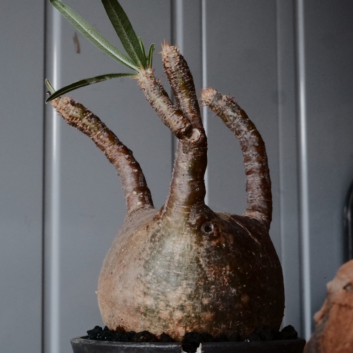 グラキリス現地球　根本峻吾鉢付き グラキリス φ8cm - 象牙宮 - ［No.31］ × 根本峻吾 作品【 S.N PO