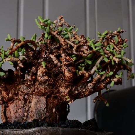 ケラリア ピグマエア［No.81］  × 沼野秀章 作品【  Black Wrap 】4号 植木鉢 笠間焼