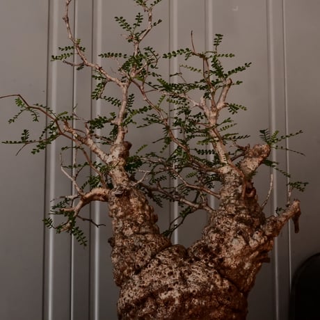 大株 オペルクリカリア パキプス φ 14cm［No.45］  ×   根本峻吾 作 S.N POT  type.slim-low「 月光ノ鐵 」 6号 植木鉢
