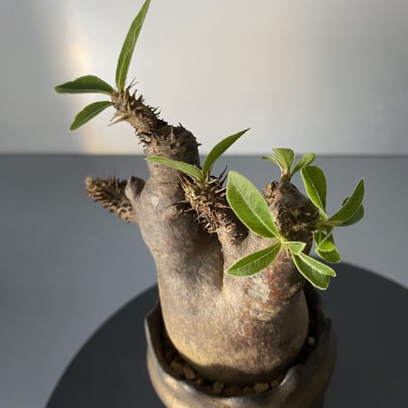 発根済 超チビ マカイエンセ 魔界玉 現地株 BG-135 × S.N.Pot - crown - 2号鉢 ［作家  "根本峻吾"］