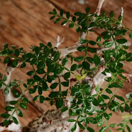 オペルクリカリア パキプス φ7.5cm［No.16］  ×   根本峻吾 作 S.N POT type.slim「 鐡 - 黒焔 - 」 3号 植木鉢
