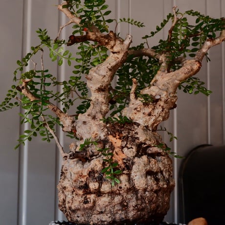 オペルクリカリア パキプス φ 13cm［No.03］  ×   根本峻吾 作 S.N POT  type.slim「 月光ノ爪牙 」 5号 植木鉢 笠間焼