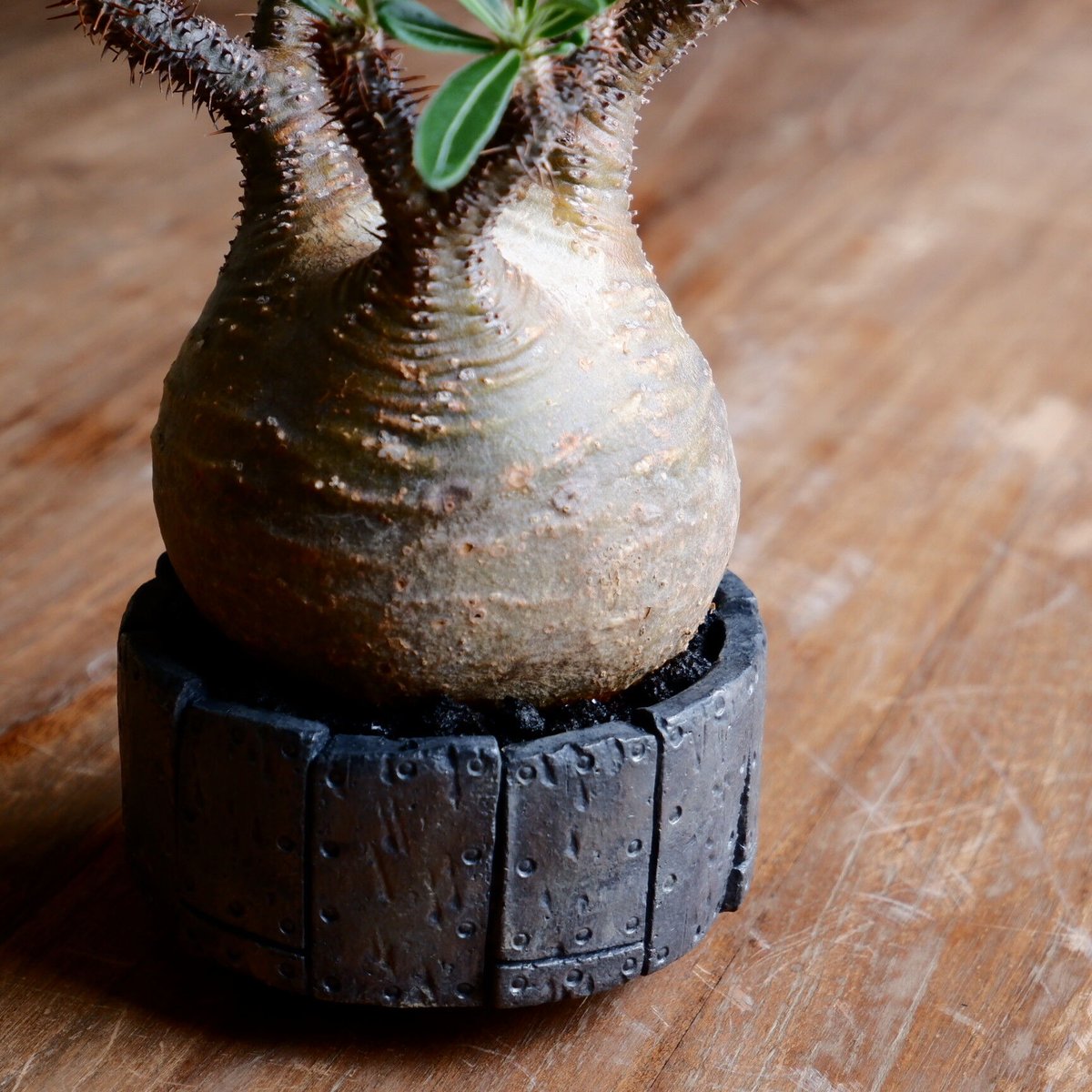 グラキリス 丸型 fit=scale-down,w=1200