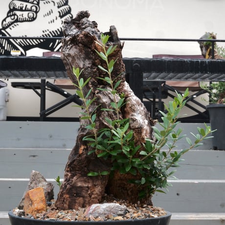 Old Olive 古木オリーブ［No.03］× 10号浅鉢(φ30cm)