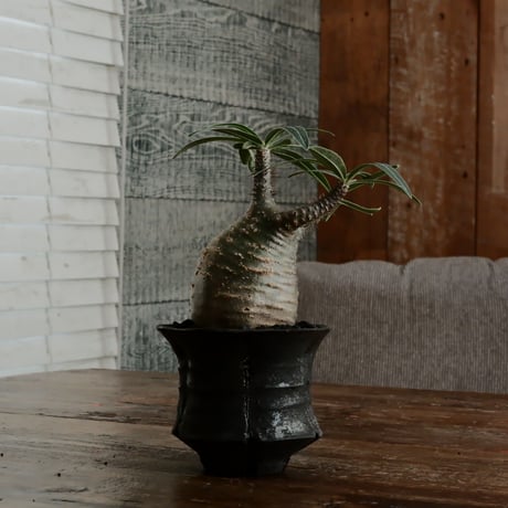 グラキリス - 象牙宮 -［No.49］  ×   沼野秀章 作「 black wrap 」3号 植木鉢 笠間焼