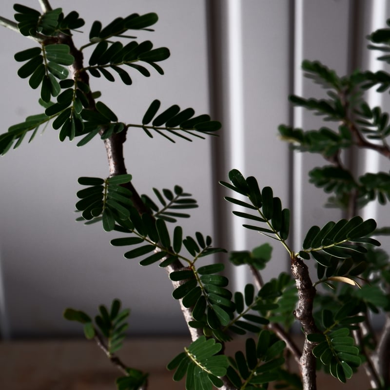 センナ メリディオナリス 輸入株［No.36］ × 與那嶺大輔 作 【 琉球飛