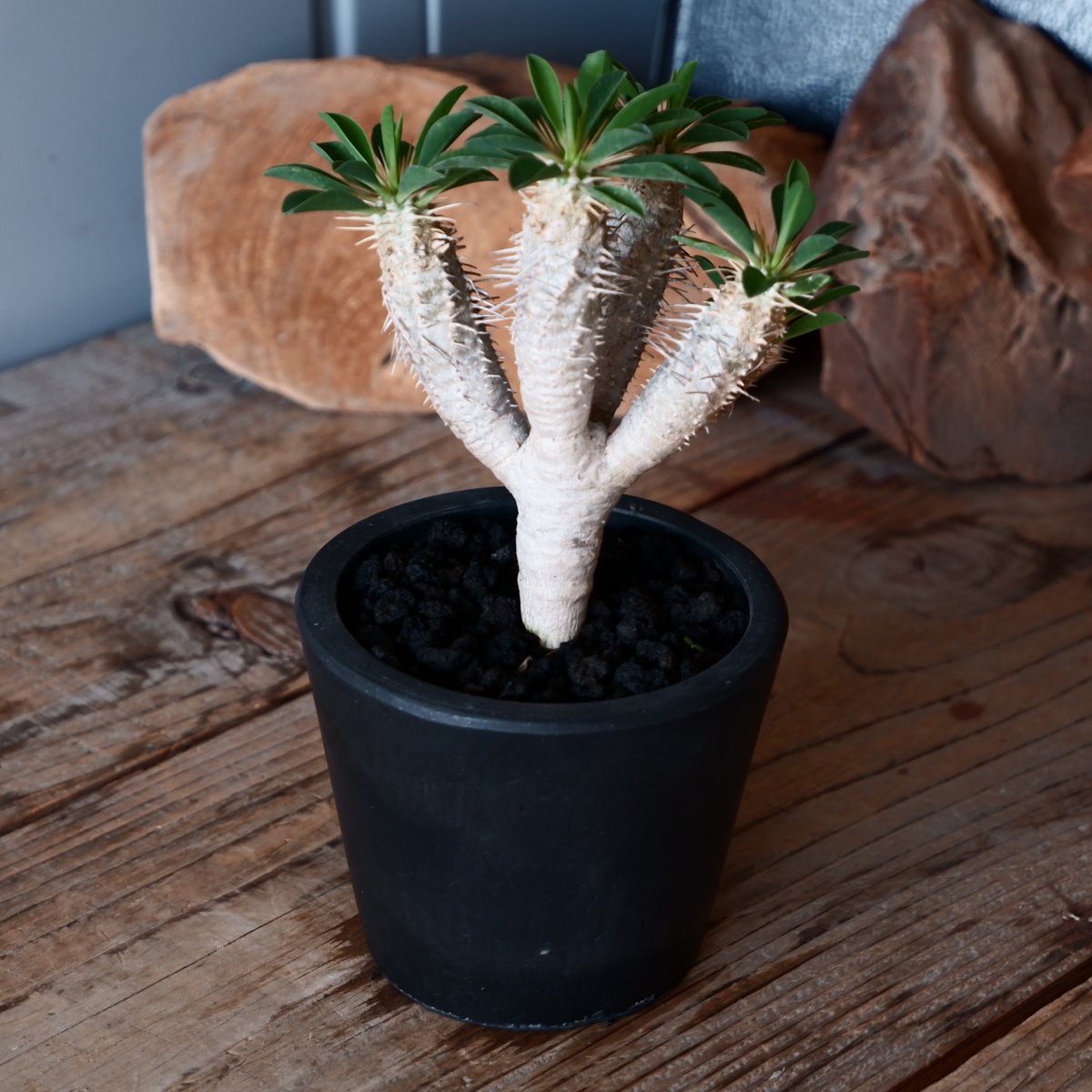 特大ユーフォルビア　ギラウミニアナ ユーフォルビア ギラウミニアナ【1074】 | PROTOLEAF プロトリーフ