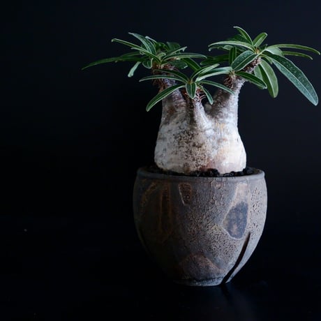 発根済 グラキリス 10  ×  " Black Wrap "［ 作家 : 沼野秀章 ］笠間焼 植木鉢